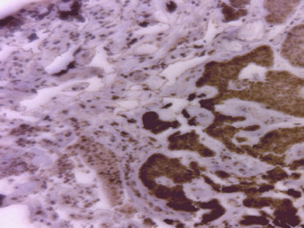 Beispielbild L-series - Gewebeprobe mit eingefärbten Zellkernen